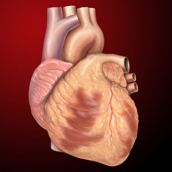 Heart Care, digital e-manual: Valve ,Vessel & Co-Enzyme Q10 Energy From Mariah, SUPPORT your HEART function and enhance your natural maintenance and healing abilities.