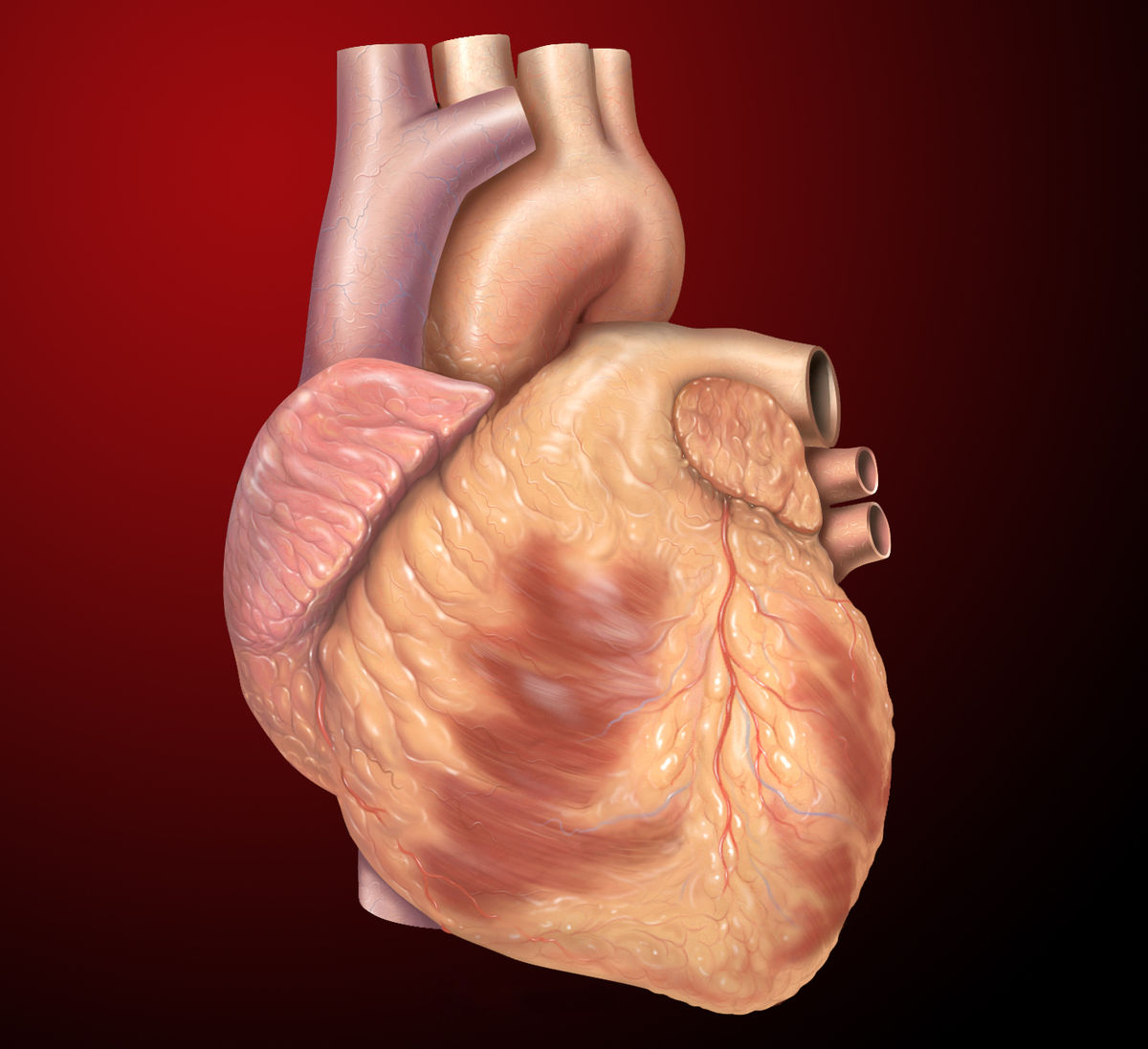 Heart Care Heart Care, digital e-manual: Valve ,Vessel & Co-Enzyme Q10 Energy From Mariah, SUPPORT your HEART function and enhance your natural maintenance and healing abilities. - Image 1