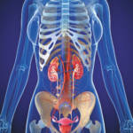 Kidneys and Bladder Care: For functioning, healing and OPTIMIZATION of Kidneys and Bladder