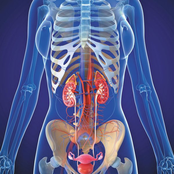 Kidneys and Bladder Care: For functioning, healing and OPTIMIZATION of Kidneys and Bladder