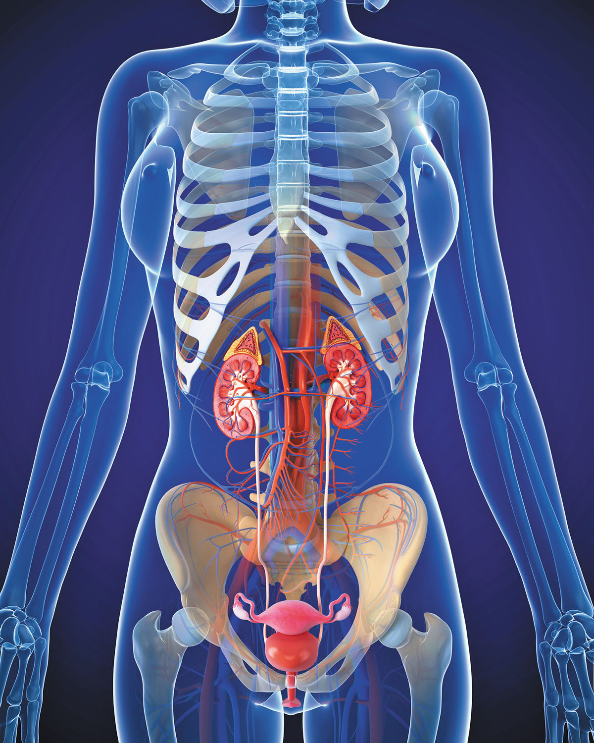 577af078-4345-44c3-8017-5e1db179aeed Kidneys and Bladder Care: For functioning, healing and OPTIMIZATION of Kidneys and Bladder - Image 1