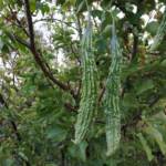 The Bitter Melon Empowerment: Will give you the ability to energetically heal all of the conditions noted in empowerment