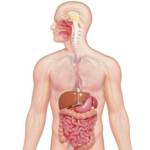 Digestive Care: For an EFFECTIVE and COMFORTABLE digestive system