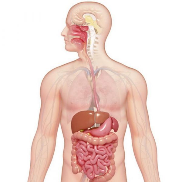 Digestive Care: For an EFFECTIVE and COMFORTABLE digestive system