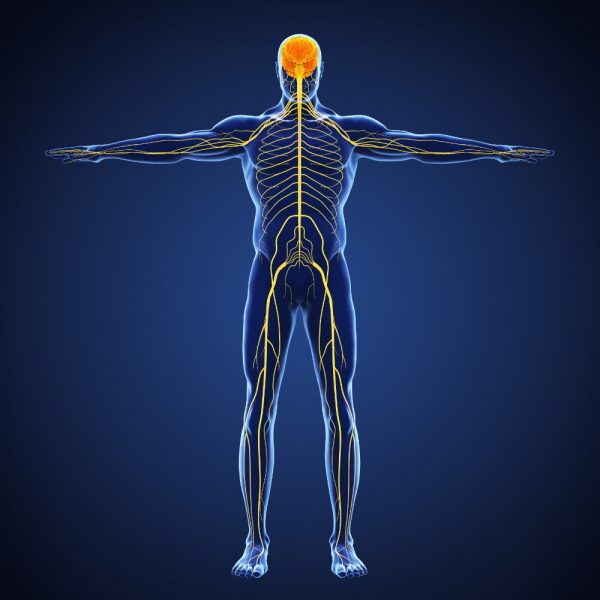 Nerve Care: Felt as a Warmth and Ripple, Protect & Insulate your nerves with Myelin Sheath to insulate your nerves